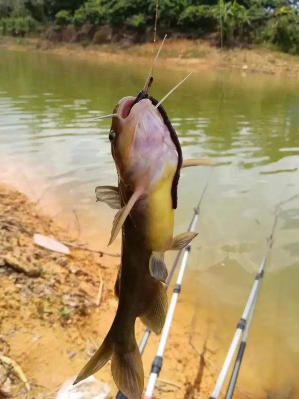 怎麼樣釣魚魚易上鉤