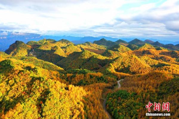 川陝交界曾家山三萬畝林海迎來浪漫紅葉季