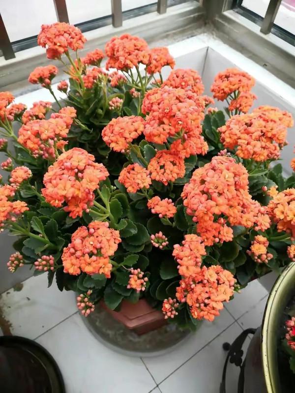 我養過的暴盆品種