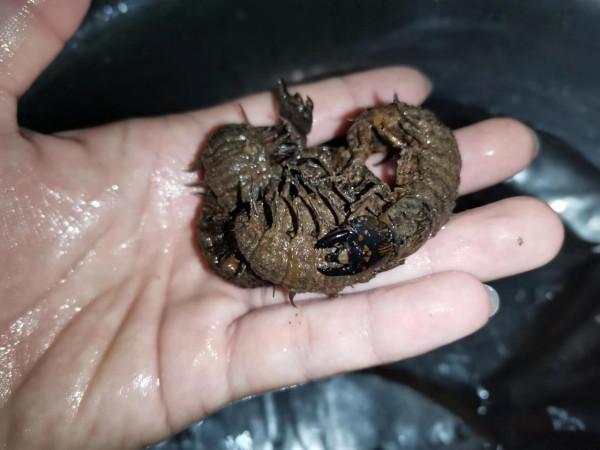 野河休閒釣，手杆繃尖釣法，岸邊撿別人的麥子掛鉤，最後鯽魚連桿