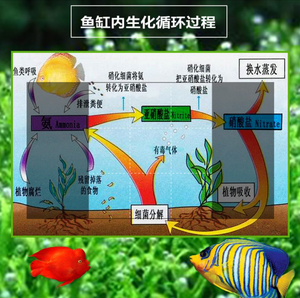 老魚友都在說“養魚先養水”，為什麼要養水？應該如何養水？