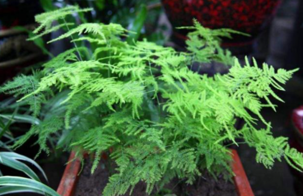 養文竹想要多發&OpenCurlyDoubleQuote;新芽&rdquo;，只要2點做到位，新芽多又壯