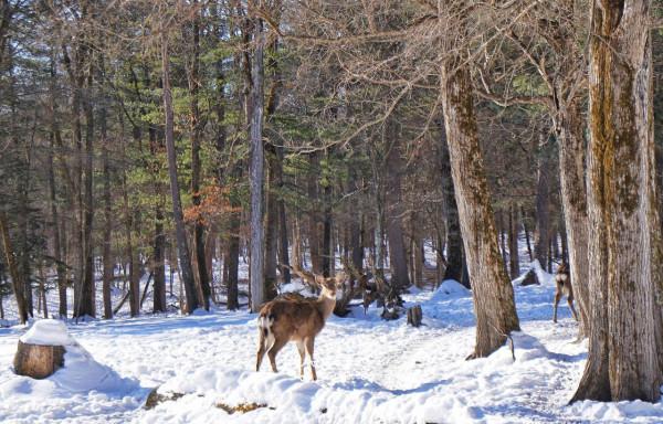 長白山的這個森林公園，既有網紅冰雪漂流，也能尋找雪國童話