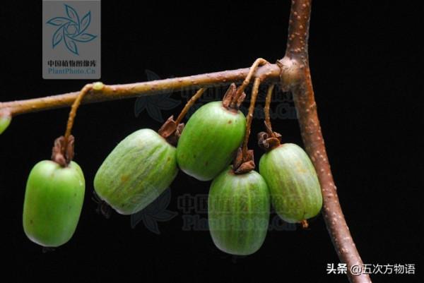 10種東北小“野”果，是不是你的童年回憶？