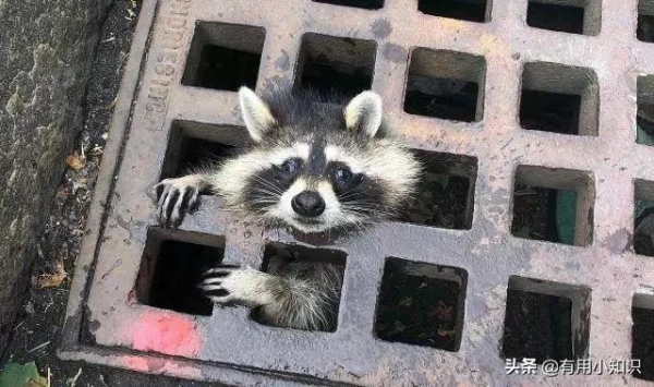 笑不活了!“被卡住”成了多少動物的黑歷史? 笑不活了!“被卡住”成了多少動物的黑歷史?