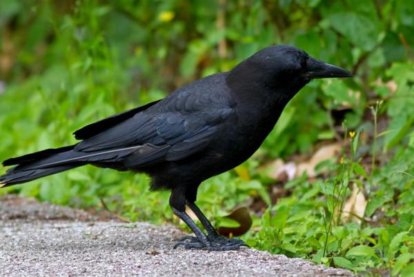 鴰怎麼讀?鴰的讀音和意思 鴰怎麼讀?鴰的讀音和意思