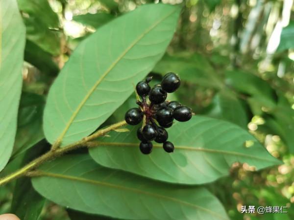 農村這25種能吃的野果都是童年的回憶,現在越來越少你還記得嗎? 農村這25種能吃的野果都是童年的回憶,現在越來越少你還記得嗎?