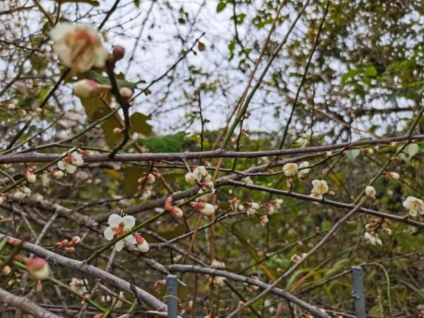 馬巒山的白梅花都開啦 馬巒山的白梅花都開啦
