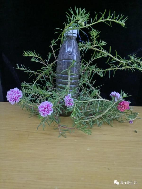 趁著秋天多撿松針回來自制含酸性的疏鬆透氣松針土 趁著秋天多撿松針回來自制含酸性的疏鬆透氣松針土