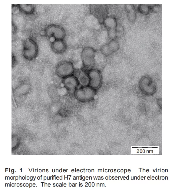 針對H7亞型禽流感病毒,一種cELISA檢測抗體方法建立了 針對H7亞型禽流感病毒,一種cELISA檢測抗體方法建立了
