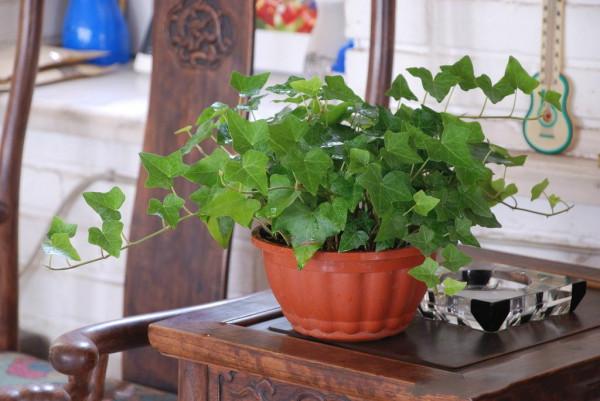 3種健康花，客廳養一盆，格調高壽命長，乾淨，健康，運氣好