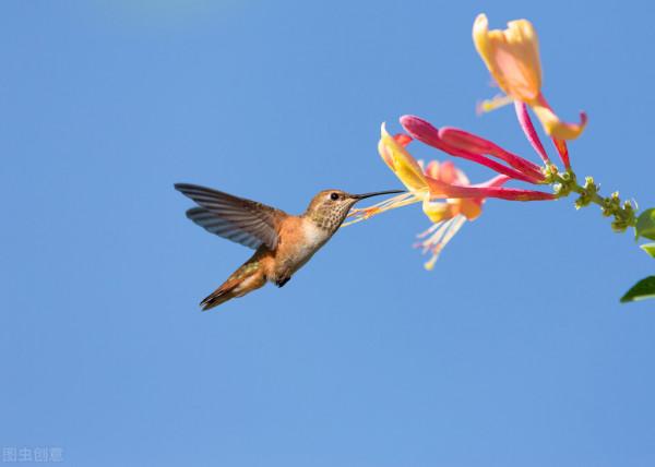 蜂鳥是世界上最小的恐龍嗎？