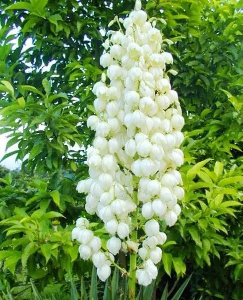 《百花集》(二百三十六) 《百花集》(二百三十六)