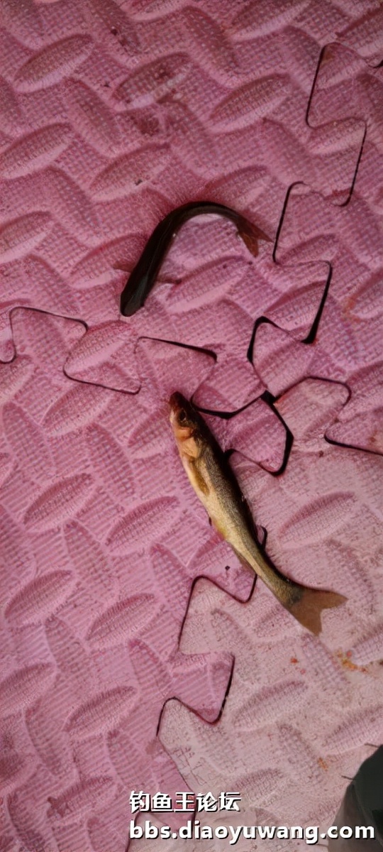 迴歸河山，收穫翻番