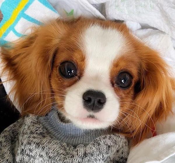 大型犬到底吃的多不多？真相在這裡都揭露啦