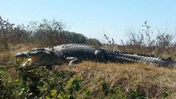 盤點史上最大的10頭鱷魚,洛龍重達1噸,東北虎在它面前不堪一擊 盤點史上最大的10頭鱷魚,洛龍重達1噸,東北虎在它面前不堪一擊