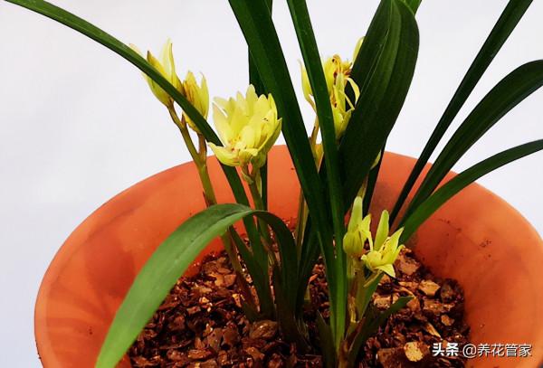 盤點香味最濃的3種蘭花，哪一種蘭花最香？