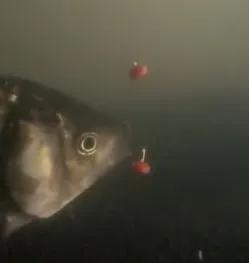 鮮為人知的釣魚冷知識，有點意思