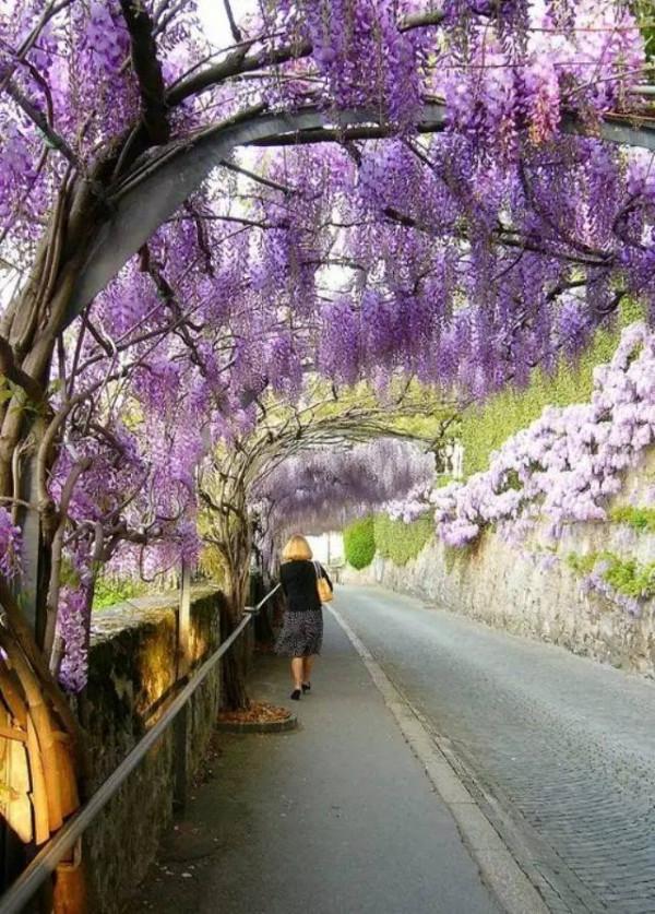 庭院廊架太土?帶你見識現代廊架的做法,解鎖多種庭院生活模式 庭院廊架太土?帶你見識現代廊架的做法,解鎖多種庭院生活模式