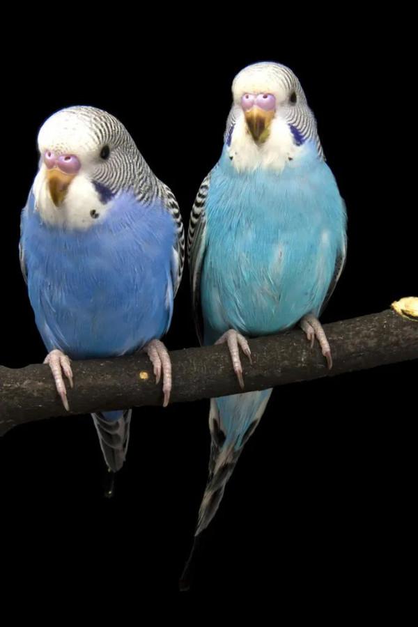 60多張雙比翼鳥圖欣賞