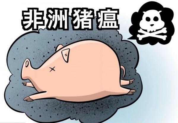 非瘟下剩餘的豬可以養嗎？得了非洲豬瘟剩下的豬可以養嗎？