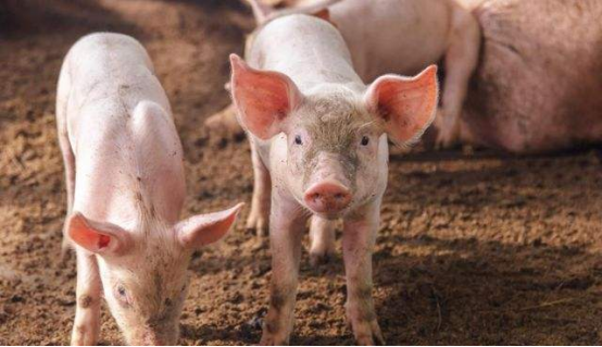 豬的戰鬥力這麼弱，為何至今沒滅絕？豬：且看看我的祖先是誰