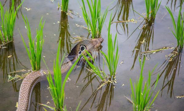 林草科普|森林裡也有運動健將