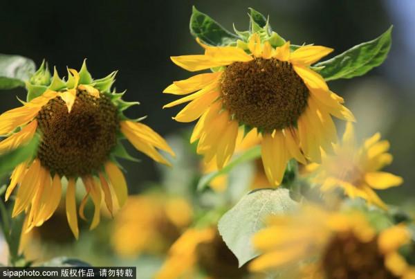金秋去哪看向日葵花海?這三處強推!有的還能露營~ 金秋去哪看向日葵花海?這三處強推!有的還能露營~