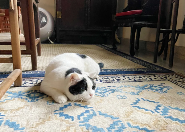 辛丑年末的冬天，是寶藍色