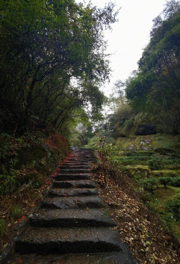 我的旅程日記：武夷山之旅D2漫遊茶骨花香漫遊道