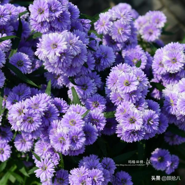 扶不起的荷蘭菊,還是趴著好了|園丁 扶不起的荷蘭菊,還是趴著好了|園丁