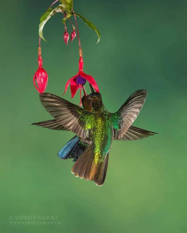 愛紅花•愛甜蜜