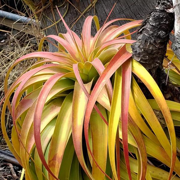 空氣鳳梨欣賞 | 一篇圖文讓你愛上柔婷和羅蘭