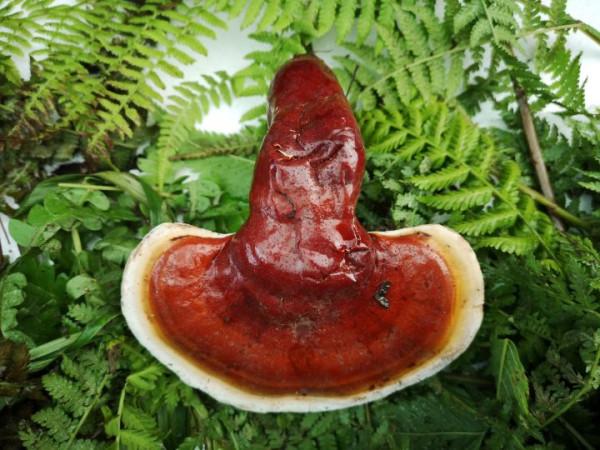 野生靈芝的辨別標準可信嗎？