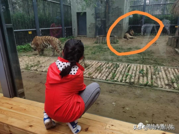 北京新開一家動物園,可以和老虎共進午餐 北京新開一家動物園,可以和老虎共進午餐