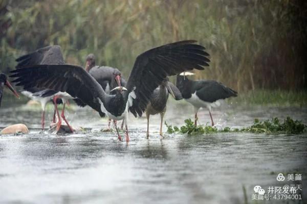 美日一景&CenterDot;井陘美 &vert; 井陘&OpenCurlyDoubleQuote;貴賓&rdquo;！
