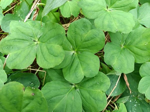 立春後，這種野菜正當時，又鮮又嫩，比青菜還好吃，養生價值高