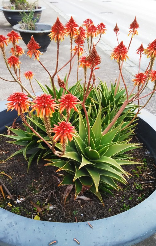 6種“懶人花”，看著很普通，養著很“實惠”，養得越久越覺得好