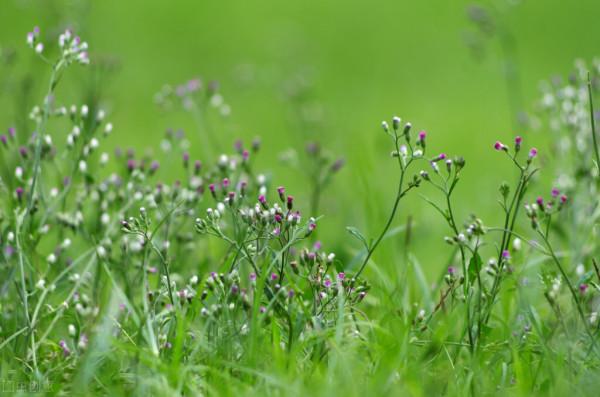 圖片分享一一乎倫貝爾大草原美景