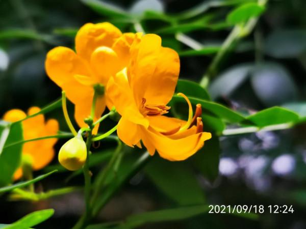 雙莢決明,秋日的色彩 雙莢決明,秋日的色彩