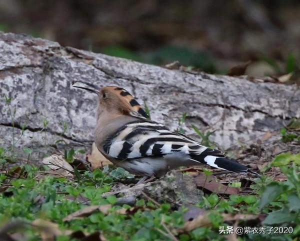 在華南植物園拍到了戴勝