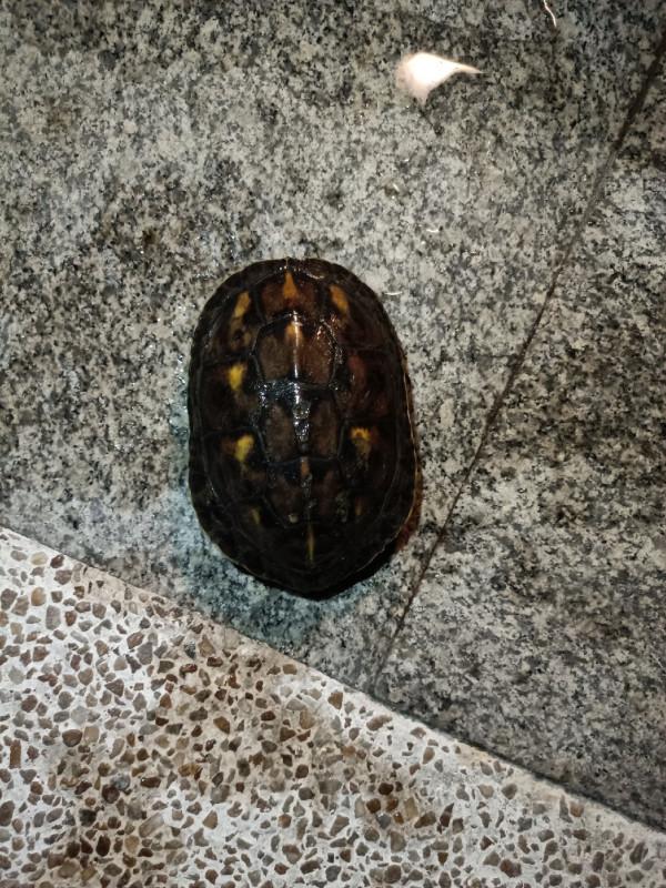 頂漂數次皆不中，精彩的瞬間是三抄網