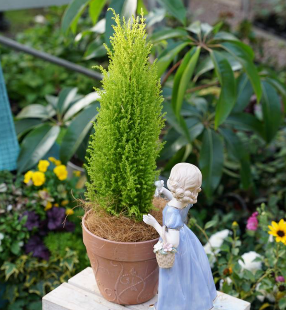 它是網紅“聖誕樹”，香味有助睡眠，現在種一棵，聖誕節就能裝飾