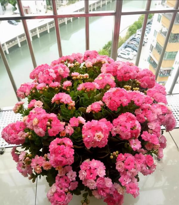 長壽花老樁太難看，其實越老越壯觀，開成小花樹