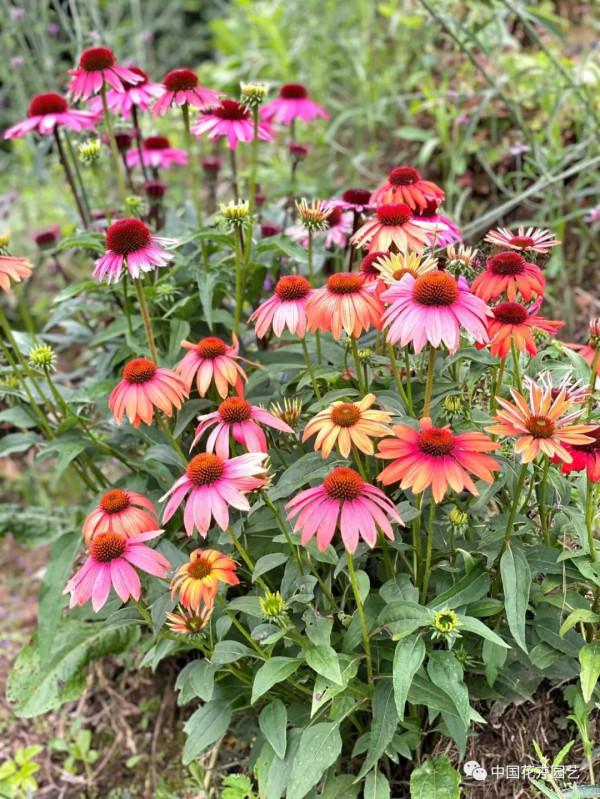 松果菊“波利綵球”極具市場潛力與競爭力 | 新品