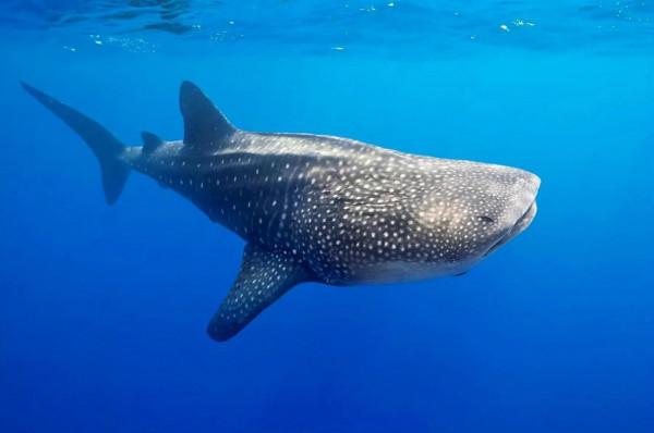 森林之王竟然也是瀕危物種，來和我一起看看還有哪些吧