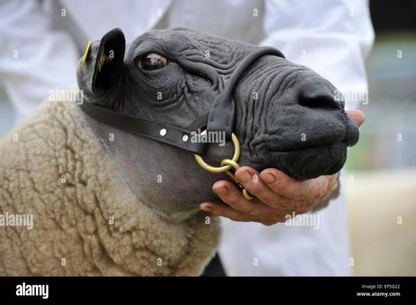 長相醜陋的羊，卻生產極高品質的羊毛，除了法國，各國都搶著進口