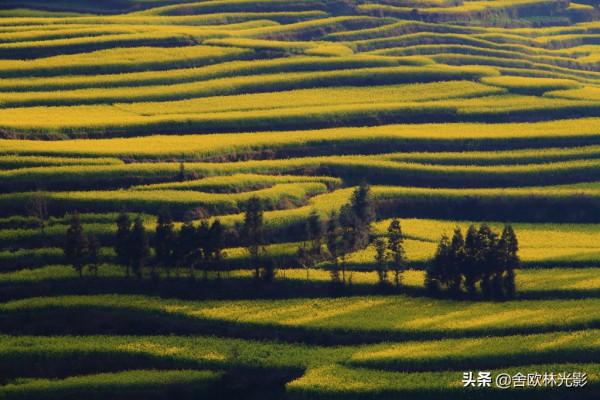 羅平馬街，一個把田地種成了風景畫的地方，山區賞花正當時哦