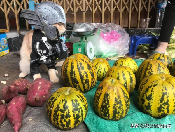 為啥叫貓“主子”？看了他的臉你就明白了