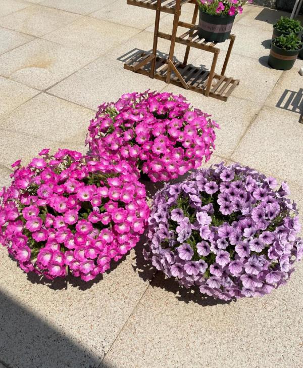 矮牽牛花，要想開花爆盆，就要大剪大修，有舍才有得